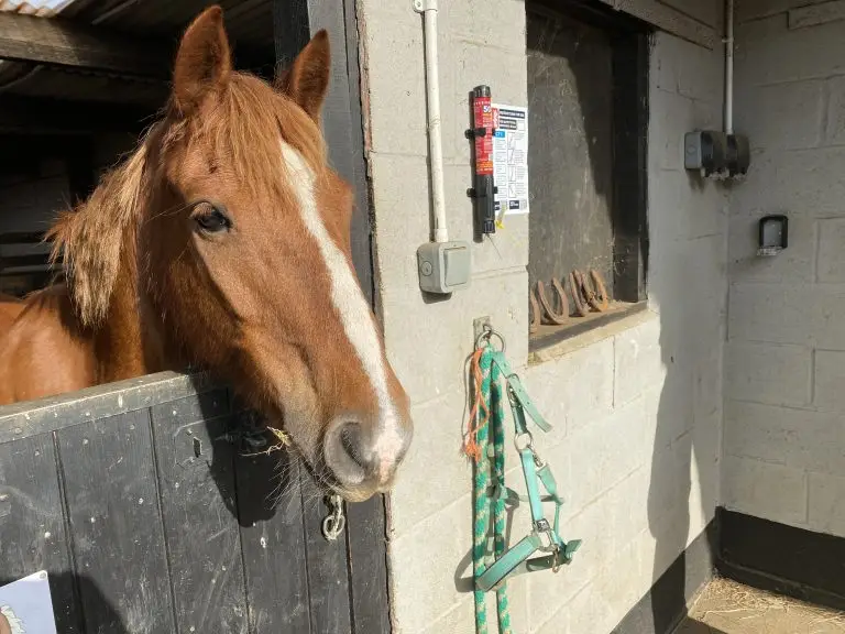 "A split image depicting the 'Stables & Horse Boxes' sector. The left panel shows a horse standing in a sunlit stable stall filled with straw, eating from a hay net. The right panel shows a horse being loaded into a modern white and green horse box by a person in riding attire, with a rural building and field in the background. The image clearly defines the equine care and transport industry."